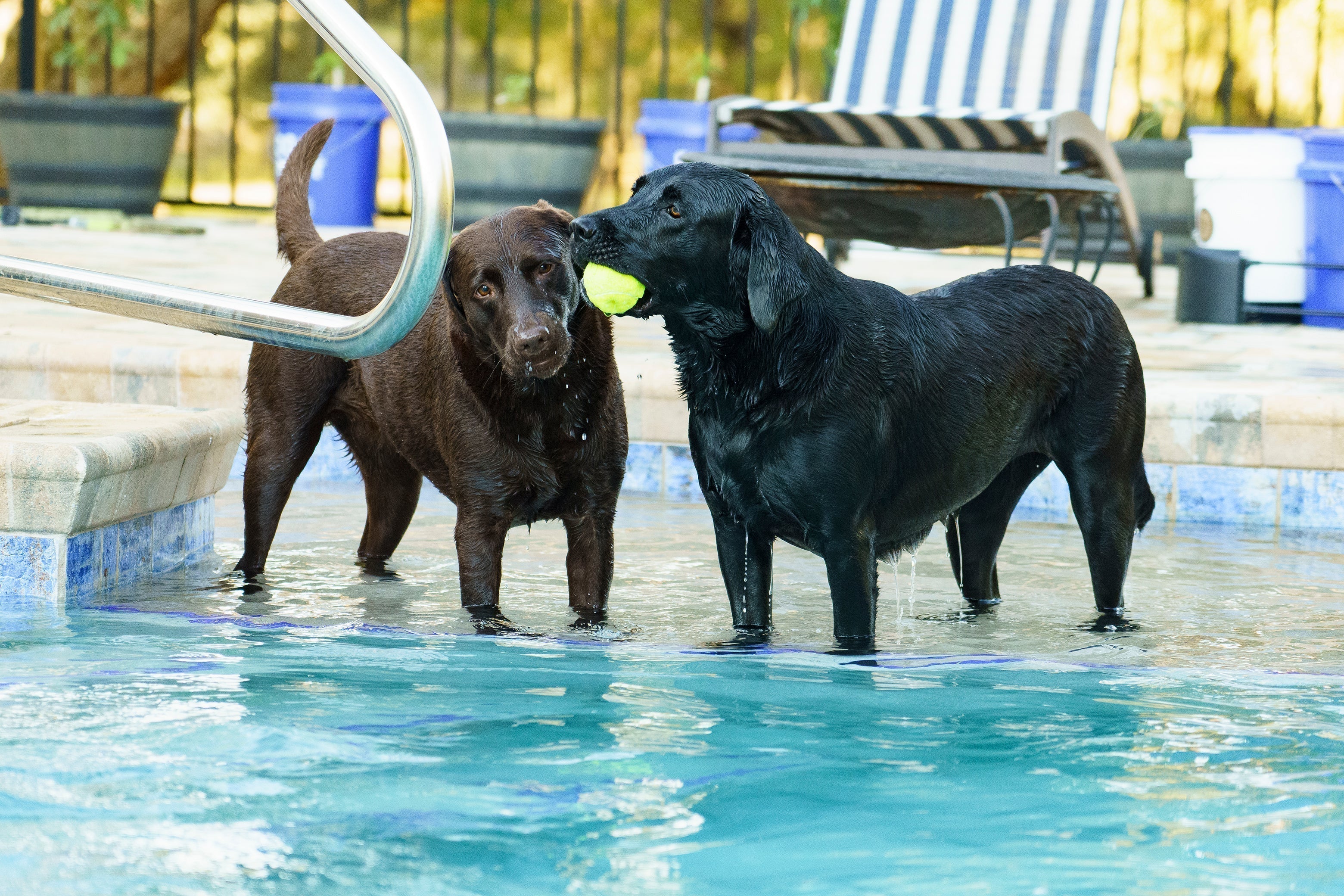 Dog Pools