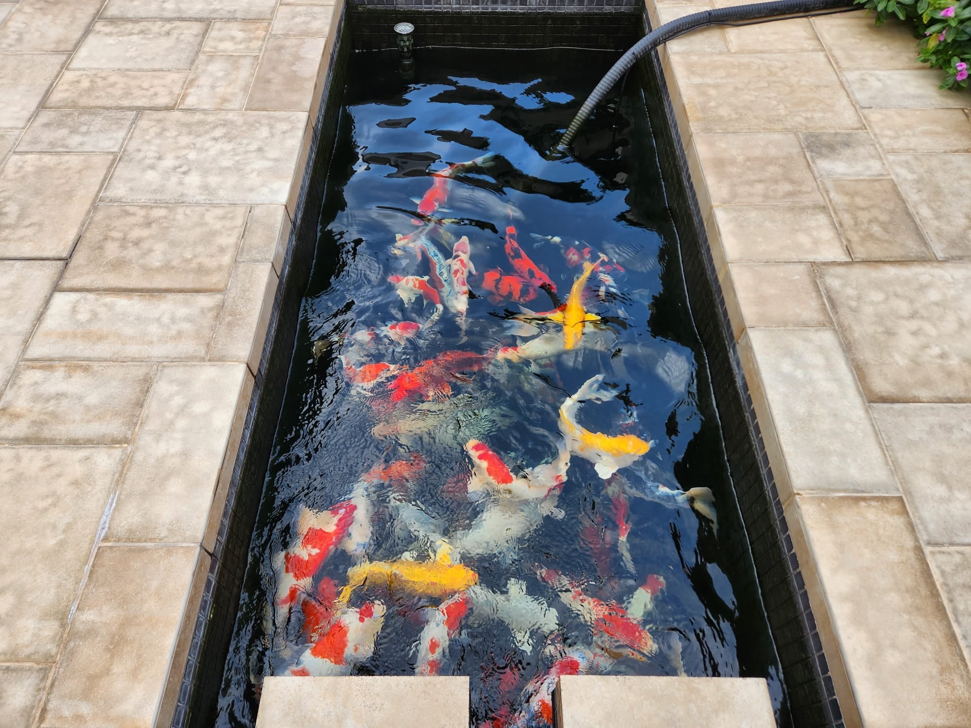 Fish Pond