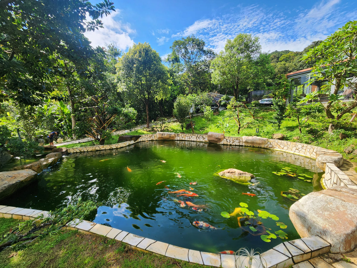 Freeform fish pond_TL
